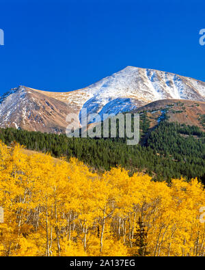 La couleur de l'automne en tremble sous les pics de Lima, près de Lima, au Montana Banque D'Images