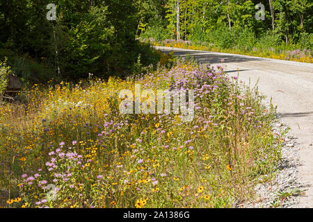 Fleurs sauvages près de l'autoroute transcanadienne, dans le Nord de l'Ontario, Canada Banque D'Images
