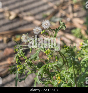 Les capitules d'ensemencement et têtes de graine d'un le séneçon vulgaire / Senecio vulgaris en automne le soleil. Une fois les plantes médicinales utilisées en phytothérapie. Banque D'Images