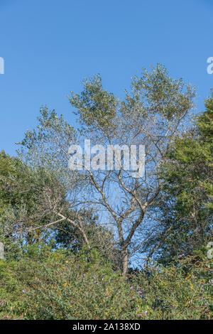 Feuillage vert-blanc / feuilles de peuplier blanc Populus alba contre blue / ciel d'été. Pièces une fois utilisée comme plante médicinale pour traitements de fines herbes. Banque D'Images