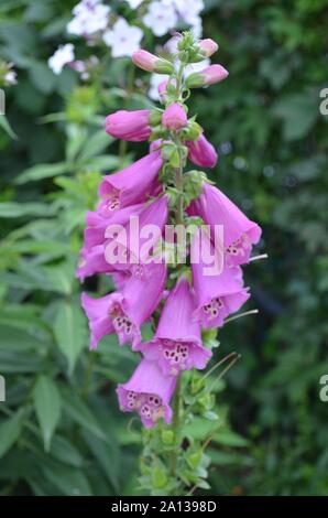 L'été dans le Massachusetts : Close-up of Purple Digitalis 'digitales' fleurit en fleur Banque D'Images