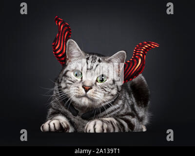 Beau British Shorthair silver tabby cat, fixant de face wearing red devil horn head morceau. En regardant avec des yeux verts hypnotisant. Banque D'Images