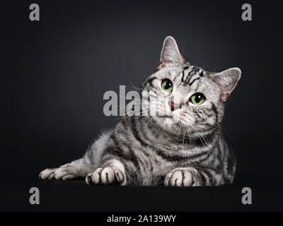 Beau British Shorthair silver tabby cat, fixant face à l'avant incliné sur le côté. En regardant avec des yeux verts hypnotisant. Isolé sur bla Banque D'Images