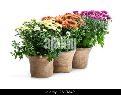 Ensemble de chrysanthèmes en pot de fleurs Banque D'Images