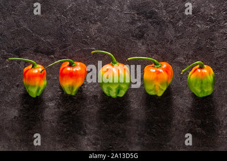 5 poivrons colorés habañero vu du dessus sur une pierre sombre contexte Banque D'Images