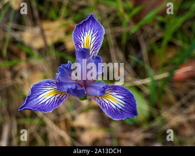 Fleur de l'iris du Missouri Close Up Shot Banque D'Images