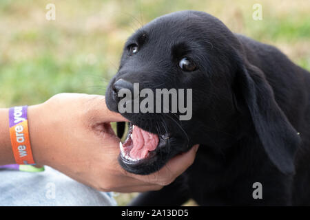 Head shot d'un Labrador noir de 8 semaines chiot mâchant un pouce personnes Banque D'Images