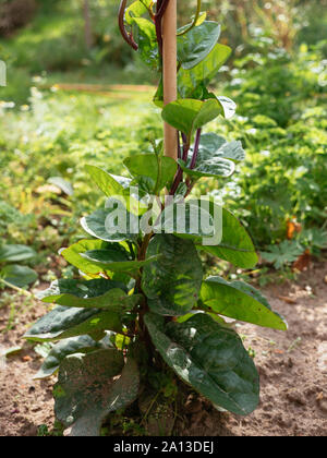 L'Épinard de malabar (Basella alba) croissant dans un jardin. Banque D'Images