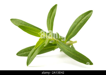 L'hysope (Hyssopus officinalis) isolé sur fond blanc Banque D'Images