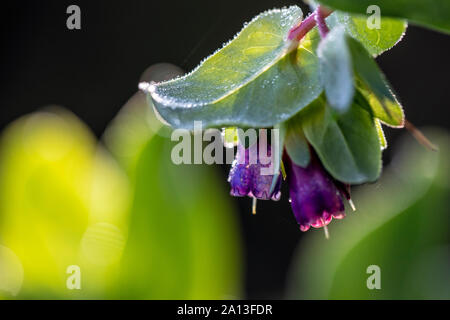 (Honeywort Cerinthe major var. prupurescens "Kiwi Blue') - North Carolina Arboretum, Asheville, Caroline du Nord, États-Unis Banque D'Images