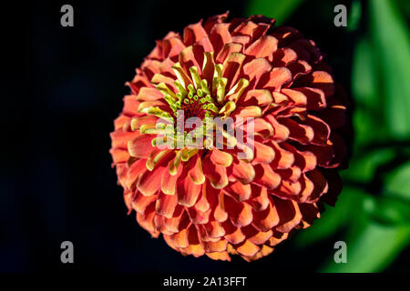 La chaux (Queen Série Zinnia Zinnia elegans 'Orange') - North Carolina Arboretum, Asheville, Caroline du Nord, États-Unis Banque D'Images