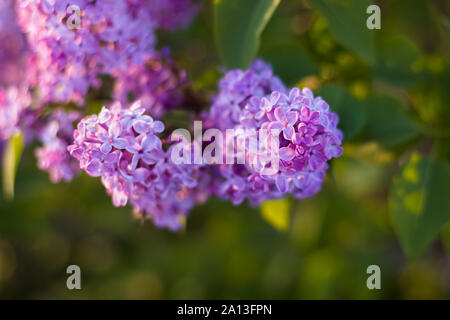 Sélective, soft focus sur une fleur de lilas mauve et vert, du soleil, des problèmes de mise au point des feuilles d'or dans l'arrière-plan Banque D'Images