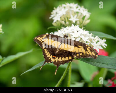 Thoas Swallowtail Butterfly sur une fleur blanche Banque D'Images