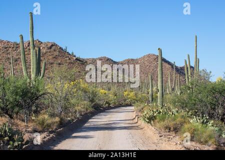 Route à travers des paysages de cactus Saguaro National Park, Tucson, Arizona, USA Banque D'Images