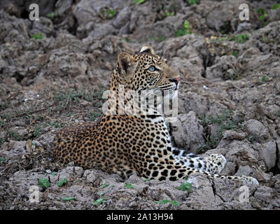 Les jeunes adultes de sexe masculin leopard (Panthera pardus) avec fixant les yeux bleu alerte dans des ornières de boue durcie d'un lagon à sec du sud Luangwa en Zambie, Afrique,NP Banque D'Images