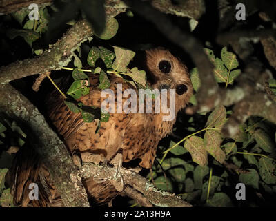 Pêche du PEL Scotopelia peli (OWL) avec l'énorme poisson-serres capture de canopée de la chasse de nuit dans les arbres tropicaux N P,South Luangwa Zambie,Afrique Banque D'Images