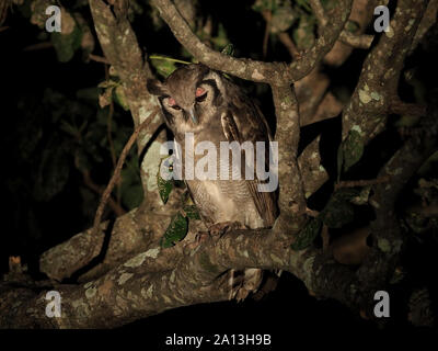 Grand aigle géant chasse /Owl Chouette Eagle Verreaux (Bubo lacteus) avec paupières rose perché dans l'arbre de la canopée dans la nuit, South Luangwa Zambie,Afrique Banque D'Images