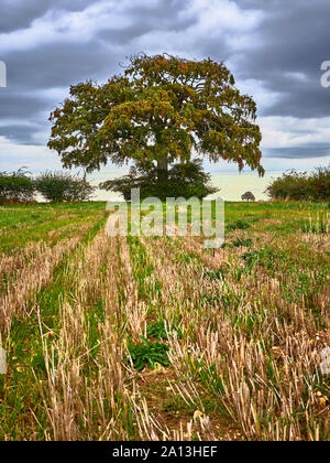 Un arbre de Hêtre Fagus sylvaticus montrant les premiers signes de l'automne automne couleur couleur contre une sombre moody sky Banque D'Images