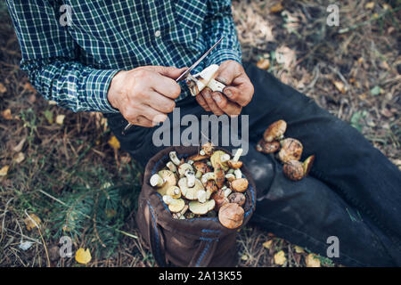 Man nettoie les champignons dans la forêt. L'activité de l'automne. Saison d'automne Banque D'Images