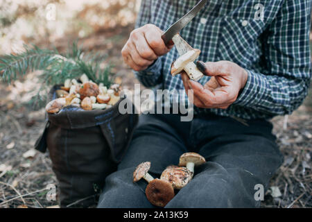 Man nettoie les champignons dans la forêt. L'activité de l'automne. Saison d'automne Banque D'Images