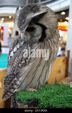 Un hibou sur l'affichage dans une exposition des oiseaux et de la faune. Banque D'Images