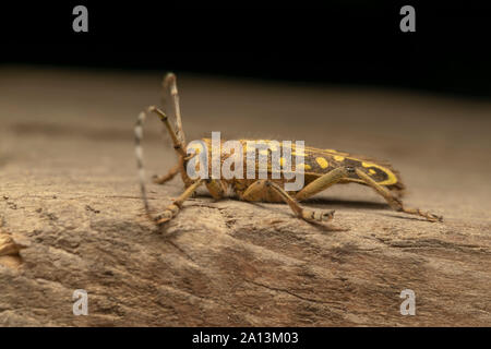 Longhorn beetle Saperda scalaris est un coléoptère de la famille des Cerambycidae. Il a une large distribution en Europe et en Asie. Banque D'Images