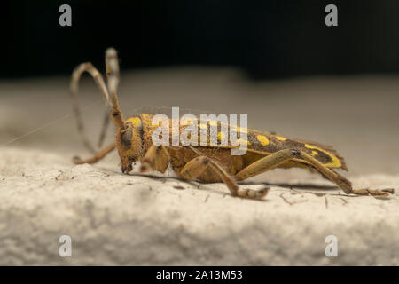 Longhorn beetle Saperda scalaris est un coléoptère de la famille des Cerambycidae. Il a une large distribution en Europe et en Asie. Banque D'Images