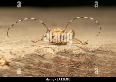 Longhorn beetle Saperda scalaris est un coléoptère de la famille des Cerambycidae. Il a une large distribution en Europe et en Asie. Banque D'Images