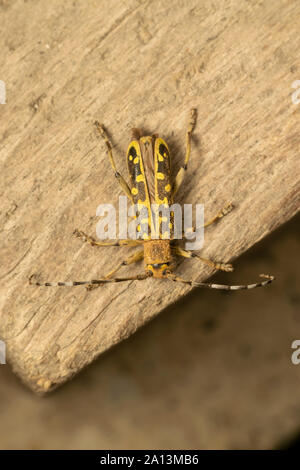 Longhorn beetle Saperda scalaris est un coléoptère de la famille des Cerambycidae. Il a une large distribution en Europe et en Asie. Banque D'Images