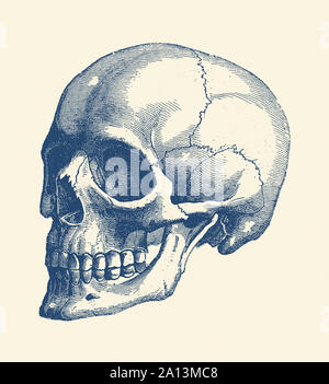 Anatomie Vintage print le crâne d'un squelette humain. Banque D'Images