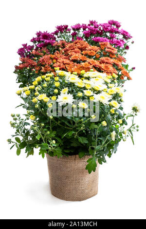 Ensemble de chrysanthèmes en pot de fleurs Banque D'Images