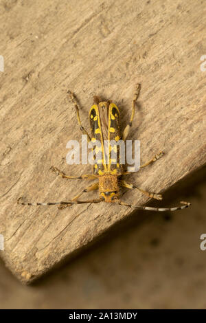 Longhorn beetle Saperda scalaris est un coléoptère de la famille des Cerambycidae. Il a une large distribution en Europe et en Asie. Banque D'Images