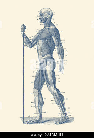 Anatomie Vintage print montrant une vue de côté de la musculature humaine. Banque D'Images