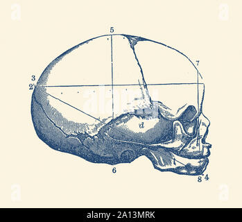 Anatomie Vintage print montrant une vue de côté du crâne humain. Banque D'Images