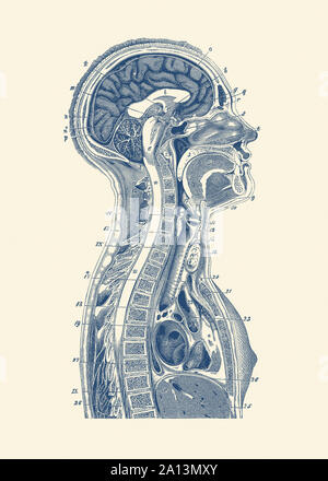 Anatomie Vintage print du cerveau, le système lymphatique, et la moelle épinière. Banque D'Images