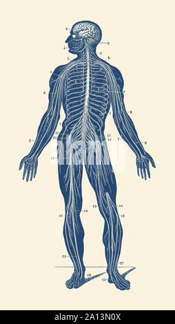 Anatomie Vintage print montrant le système lymphatique dans le corps humain. Banque D'Images