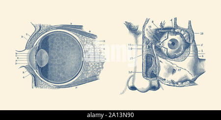 Anatomie Vintage print montrant un diagramme de l'oeil humain l'anatomie. Banque D'Images