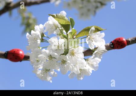 La photo montre une coccinelle sur un cerisier en fleurs. Banque D'Images