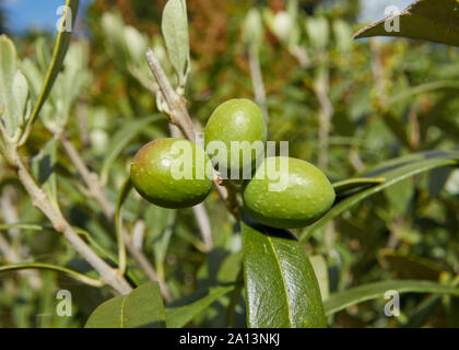 Une vue rapprochée de trois olives growing vert brillant au soleil. Banque D'Images