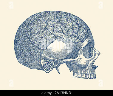 Anatomie Vintage print montrant la vue de côté d'un crâne humain illustrant plusieurs veines. Banque D'Images