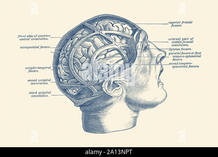 Anatomie Vintage print illustrant les fissures dans le cerveau humain. Banque D'Images