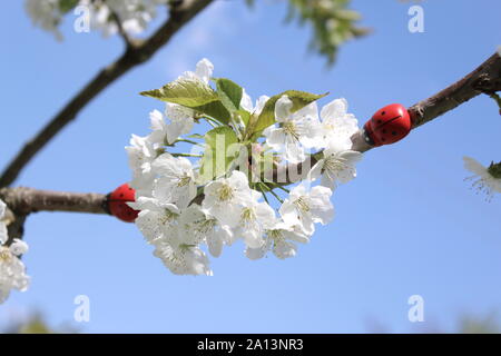 La photo montre les coccinelles sur un blooming cherry tree. Banque D'Images