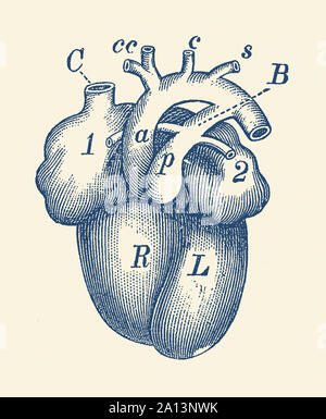 Anatomie Vintage print du cœur humain. Banque D'Images