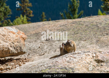 Tamia posant dans Rocky Mountain National Park 06 Banque D'Images