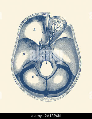 Anatomie Vintage print montrant une vue de dessus du cerveau humain, en séparant les différents lobes. Banque D'Images