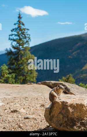 Tamia posant dans Rocky Mountain National Park 03 Banque D'Images