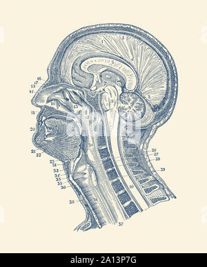 Anatomie Vintage print montrant un schéma des structures dans et autour du cerveau humain. Banque D'Images
