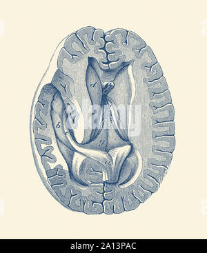 Anatomie Vintage print montrant une vue simplifiée du cerveau humain à partir de ci-dessus. Banque D'Images