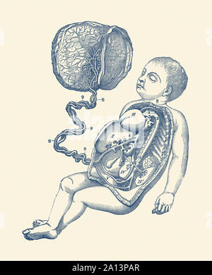 Schéma du placenta et du cordon ombilical attaché à un bébé, dépeignant les veines et circulatoire. Banque D'Images