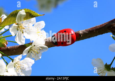 La photo montre une coccinelle sur un cerisier en fleurs. Banque D'Images